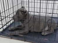 Blue, a male Cane Corso for sale in Vero Beach, FL – 2 of 4