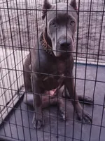 Amber , a female Cane Corso for sale in Vero Beach, FL – 3 of 7