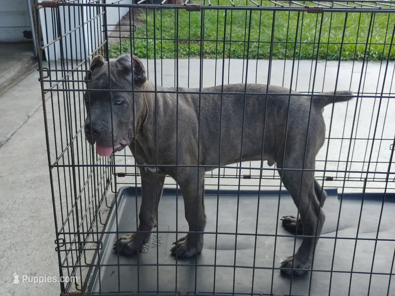Tiger – Cane Corso puppy for sale in Vero Beach, FL