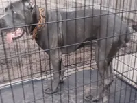 Amber , a female Cane Corso for sale in Vero Beach, FL – 7 of 7