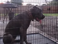 Amber , a female Cane Corso for sale in Vero Beach, FL – 4 of 7