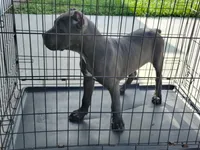 Martha, a female Cane Corso for sale in Vero Beach, FL – 2 of 5