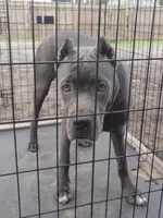 Mimi, a female Cane Corso for sale in Vero Beach, FL – 8 of 8