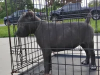 Diamond , a female Cane Corso for sale in Vero Beach, FL – 2 of 3