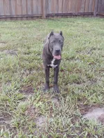 Diamond , a female Cane Corso for sale in Vero Beach, FL – 4 of 7
