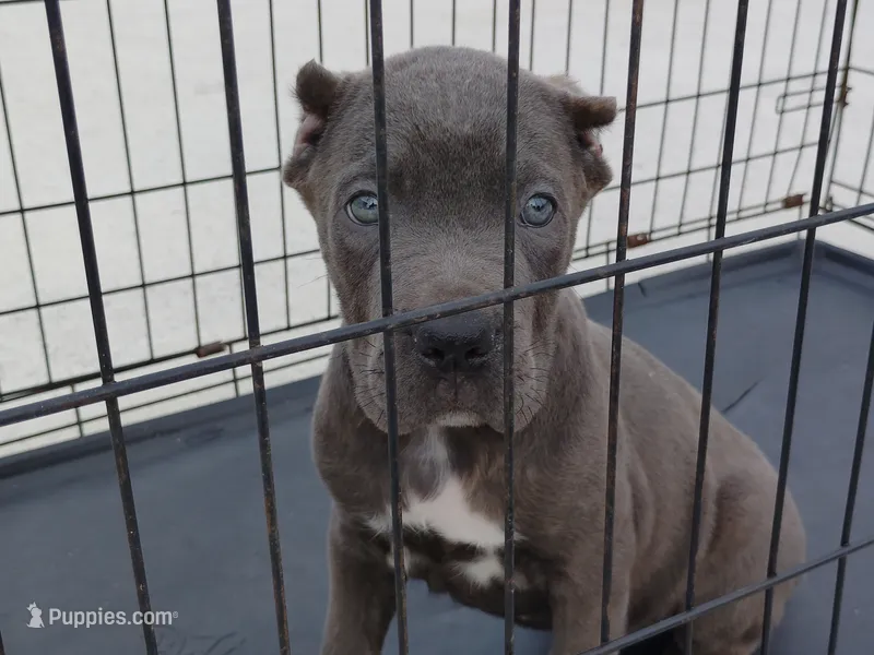 Blue – Cane Corso puppy for sale in Vero Beach, FL