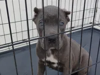 Blue, a male Cane Corso for sale in Vero Beach, FL – 1 of 3