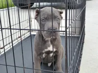 Blue, a male Cane Corso for sale in Vero Beach, FL – 2 of 3