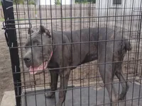 Mimi, a female Cane Corso for sale in Vero Beach, FL – 3 of 8