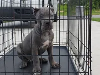 Rocky , a male Cane Corso for sale in Vero Beach, FL – 3 of 4