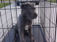 Bruno, a male Cane Corso for sale in Vero Beach, FL – 3 of 6