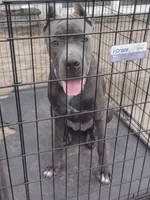 Mimi, a female Cane Corso for sale in Vero Beach, FL – 7 of 8