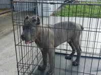 Tiger, a male Cane Corso for sale in Vero Beach, FL – 6 of 7