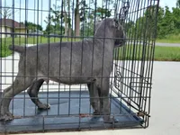 Boosie , a male Cane Corso for sale in Vero Beach, FL – 4 of 4