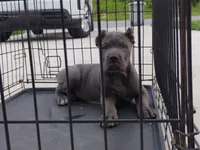 Princess , a female Cane Corso for sale in Vero Beach, FL – 2 of 2