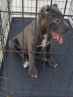 Chloe, a female Cane Corso for sale in Vero Beach, FL – 2 of 3