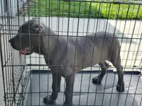 Sasha , a female Cane Corso for sale in Vero Beach, FL – 2 of 4