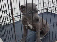 Blue, a male Cane Corso for sale in Vero Beach, FL – 3 of 3