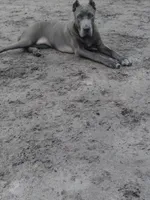 Jazmin , a female Cane Corso for sale in Vero Beach, FL – 5 of 5