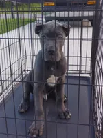 Bruno, a male Cane Corso for sale in Vero Beach, FL – 4 of 6
