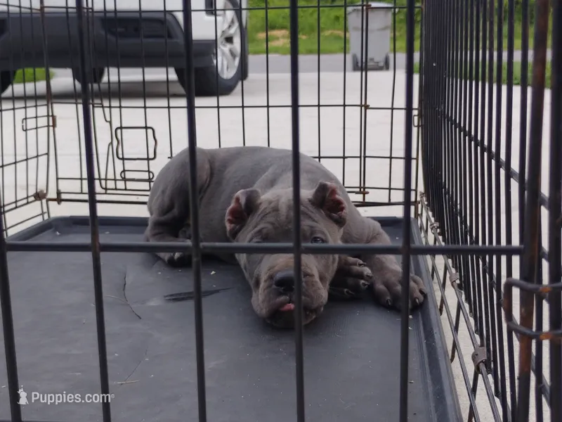 Princess  – Cane Corso puppy for sale in Vero Beach, FL