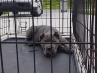 Princess , a female Cane Corso for sale in Vero Beach, FL – 1 of 2