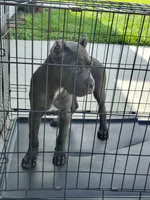 Martha, a female Cane Corso for sale in Vero Beach, FL – 4 of 5
