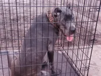 Amber , a female Cane Corso for sale in Vero Beach, FL – 5 of 7