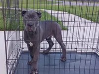 Bruno, a male Cane Corso for sale in Vero Beach, FL – 5 of 6
