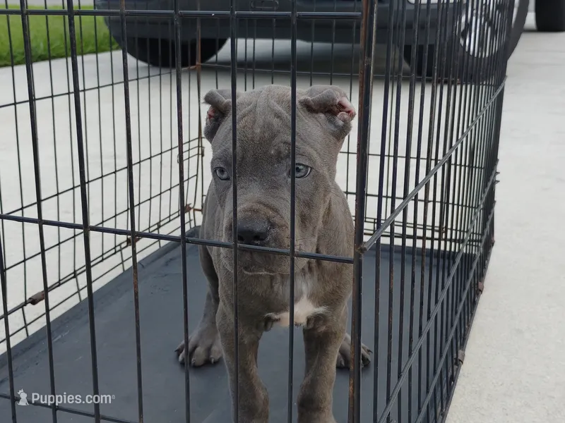Boosie  – Cane Corso puppy for sale in Vero Beach, FL