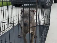 Boosie , a male Cane Corso for sale in Vero Beach, FL – 1 of 4