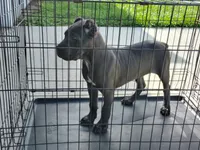 Martha, a female Cane Corso for sale in Vero Beach, FL – 5 of 5