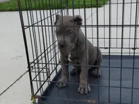 Blue, a male Cane Corso for sale in Vero Beach, FL – 3 of 4