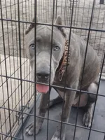 Jazmin , a female Cane Corso for sale in Vero Beach, FL – 8 of 10