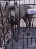 Amber , a female Cane Corso for sale in Vero Beach, FL – 6 of 7