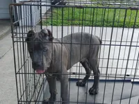 Tiger, a male Cane Corso for sale in Vero Beach, FL – 2 of 7