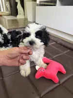 Boy 2, a male Maltese and Yorkshire Terrier for sale in Ludlow, MA – 2 of 4