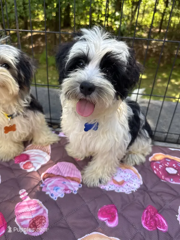 Blue  – Maltese, Yorkshire Terrier puppy for sale in Ludlow, MA