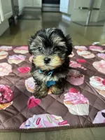 Blue boy, a male Yorkshire Terrier for sale in Ludlow, MA – 1 of 3