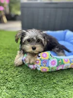 Ozzy, a male Yorkshire Terrier for sale in Ludlow, MA – 1 of 3