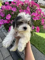 Hershy, a female Maltese and Yorkshire Terrier for sale in Ludlow, MA – 2 of 4
