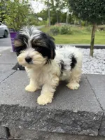 Layla, a female Yorkshire Terrier for sale in Ludlow, MA – 2 of 4