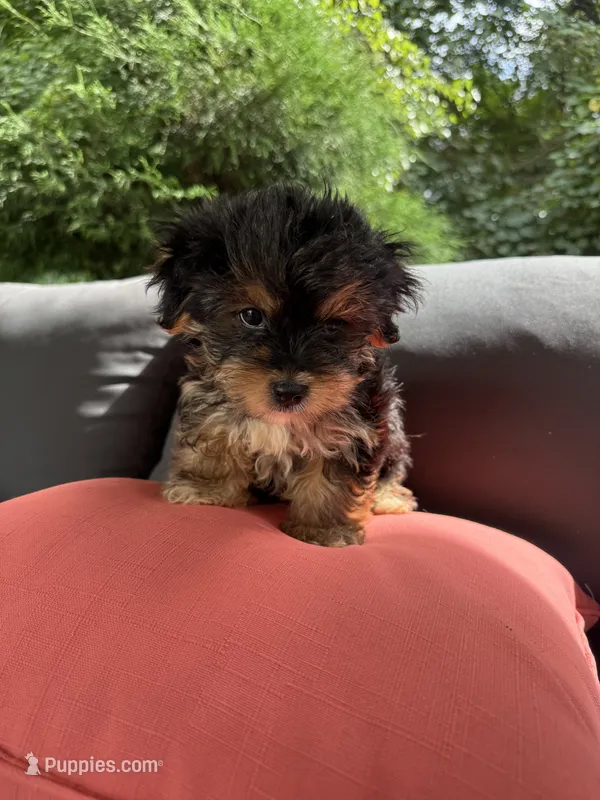 Snoopy – Yorkshire Terrier puppy for sale in Ludlow, MA