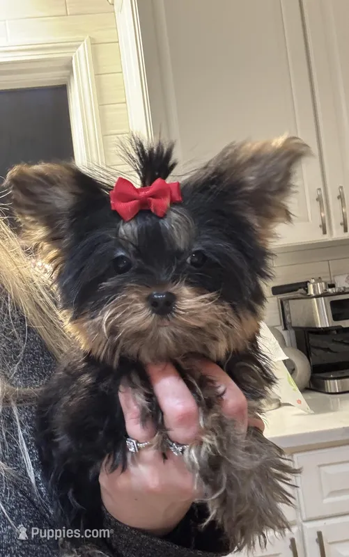 AKC GIRL  – Yorkshire Terrier puppy for sale in Ludlow, MA