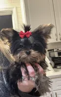 Photo of AKC GIRL 