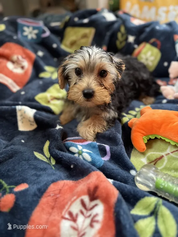 Twix – Yorkshire Terrier puppy for sale in Ludlow, MA