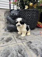 Oreo, a male Maltese and Yorkshire Terrier for sale in Ludlow, MA – 3 of 3
