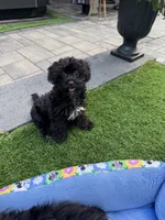 Maize, a female Yorkshire Terrier and Poodle - Toy  for sale in Ludlow, MA – 2 of 4