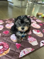 Blue boy, a male Yorkshire Terrier for sale in Ludlow, MA – 2 of 3
