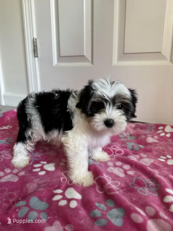 Girl 1 – Yorkshire Terrier puppy for sale in Ludlow, MA